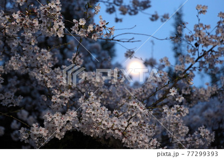 京都・哲学の道で満月と夜桜を楽しむ 77299393