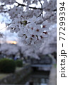 京都・哲学の道に咲く美しい桜の花びら 77299394