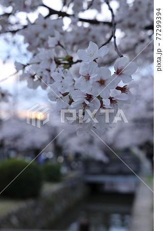 京都・哲学の道に咲く美しい桜の花びら 77299394