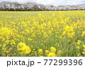 藤原宮跡に咲く菜の花と桜並木 77299396