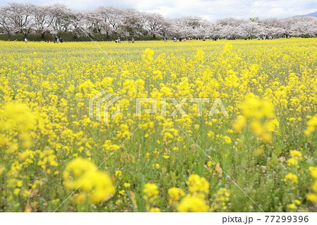 藤原宮跡に咲く菜の花と桜並木 藤原宮跡に咲く菜の花と桜並木 77299396