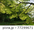 新緑の公園の紅葉 77299671