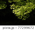 新緑の公園の紅葉 77299672