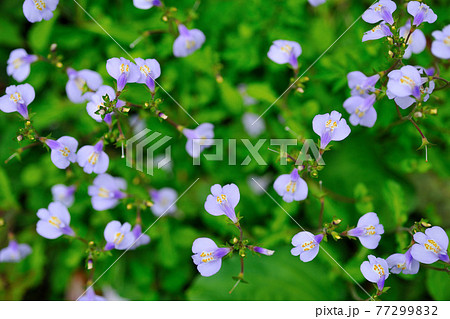 花 フラワー お花 77299832