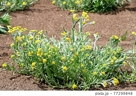 ハハコグサ 母子草 の写真素材