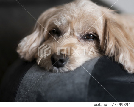 ソファの上で眠るかわいいアプリコットの小型犬【マルプー】 ソファの上で眠るかわいいアプリコットの小型犬【マルプー】 77299894