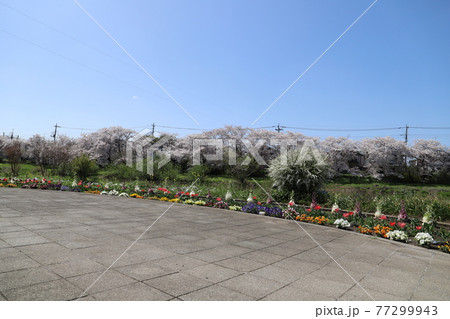 春の日本埼玉県の元荒川河川敷公園に咲くサクラの花と花壇の花々 春の日本埼玉県の元荒川河川敷公園に咲くサクラの花と花壇の花々 77299943