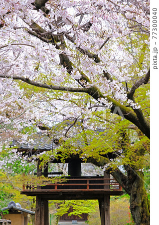 小江戸川越の春 中院の満開の桜 小江戸川越の春 中院の満開の桜 77300040