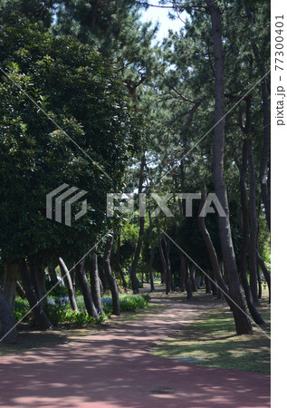 スナップフォト：袖ヶ浦東近隣公園　夏の習志野市ウォーキング 77300401