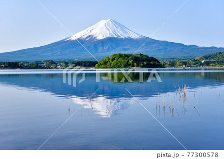 初夏の富士山 河口湖 初夏の富士山 河口湖 77300578