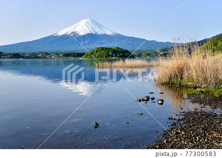 初夏の富士山　河口湖 77300583