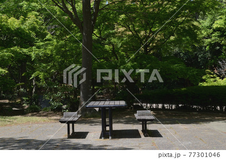 スナップフォト：香澄公園　夏の習志野市ウォーキング 77301046