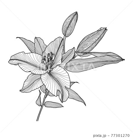 Realistic line drawing of a lily with leaves and buds, black graphics on white background, modern Digital Art. Element for design. 77301270