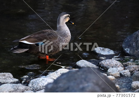 水辺に立つ1羽のカルガモ 77301572