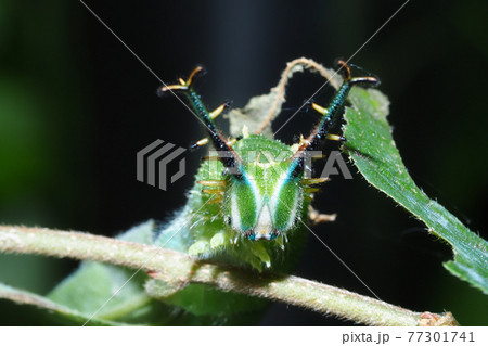 アカボシゴマダラ（外来種）の幼虫 77301741