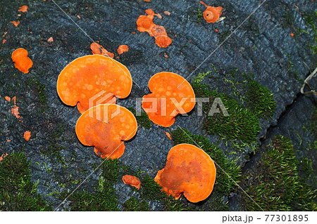 ヒイロタケ ヒイロタケ 77301895