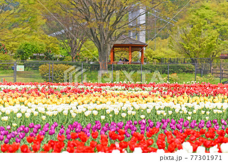 チューリップ チューリップ 77301971