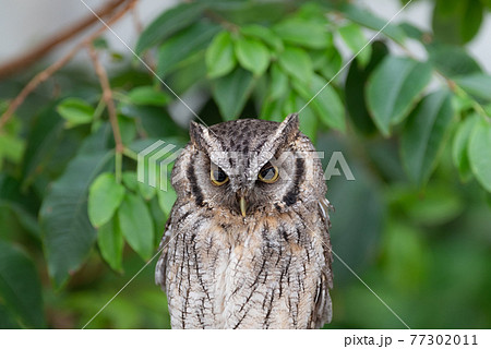 ミミズク 77302011