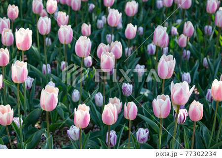 一面に広がる白いチューリップ 春イメージ 77302234