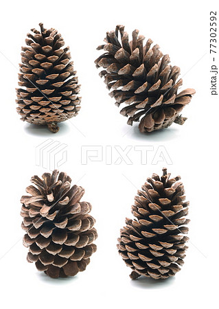 Big set of pine cones various coniferous trees isolated on white background 77302592