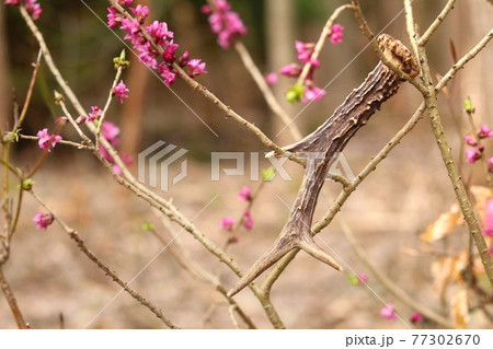 Antler from roe deer on daphne mezereum in blossom 77302670