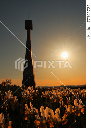 花畑と夕日 77302725