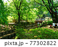 新緑の玉川上水道 鷹の台近辺 新緑の玉川上水道 鷹の台近辺 77302822