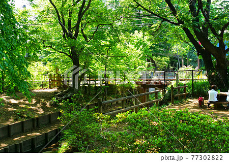 新緑の玉川上水道　鷹の台近辺 77302822
