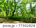 新緑の玉川上水道 鷹の台近辺 新緑の玉川上水道 鷹の台近辺 77302828