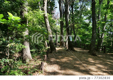 新緑の玉川上水道 散歩道 新緑の玉川上水道 散歩道 77302830