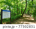 新緑の玉川上水道 散歩道 新緑の玉川上水道 散歩道 77302831