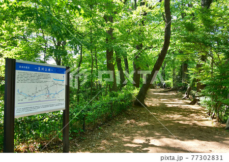 新緑の玉川上水道　散歩道 77302831