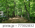 新緑の玉川上水道 散歩道 新緑の玉川上水道 散歩道 77302832