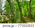 新緑の玉川上水道 鷹の台近辺 新緑の玉川上水道 鷹の台近辺 77302833