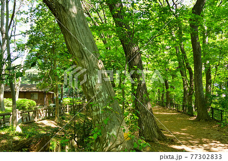 新緑の玉川上水道　鷹の台近辺 77302833
