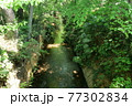 新緑の玉川上水道 鷹の台近辺 新緑の玉川上水道 鷹の台近辺 77302834