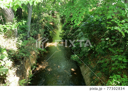 新緑の玉川上水道 鷹の台近辺 新緑の玉川上水道 鷹の台近辺 77302834