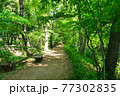 新緑の玉川上水道 鷹の台近辺 新緑の玉川上水道 鷹の台近辺 77302835