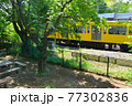 新緑の玉川上水道 鷹の台近辺 新緑の玉川上水道 鷹の台近辺 77302836