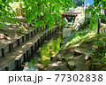 新緑の玉川上水道 鷹の台近辺 新緑の玉川上水道 鷹の台近辺 77302838
