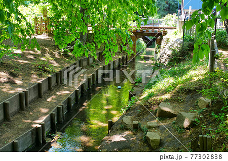 新緑の玉川上水道　鷹の台近辺 77302838