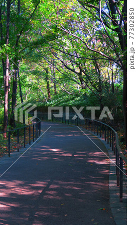 赤羽自然観察公園（東京都北区）の遊歩道の風景 77302850