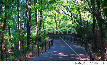 赤羽自然観察公園（東京都北区）の遊歩道の風景 77302851