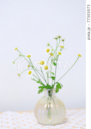 マトリカリア 77303073