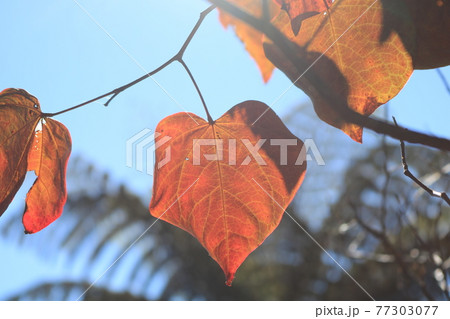 シダを背景に紅葉するハート型の葉っぱ【アメリカ花蘇芳】 シダを背景に紅葉するハート型の葉っぱ【アメリカ花蘇芳】 77303077