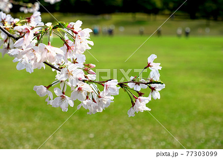 桜が見守る公園の風景 77303099