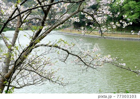 遊歩道の見える観音滝公園の風景 77303103