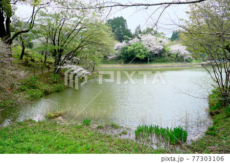 観音滝公園の入り江の景色 観音滝公園の入り江の景色 77303106