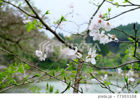 葉桜になる観音滝公園の風景 77303108