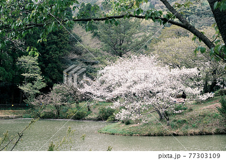 満開に咲く美しい観音滝公園の桜の木「ネガ調」 77303109